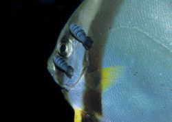 bloodsuckers on a batfish,wakatobi 2004,F90+105mm by Marco Wannenmacher 